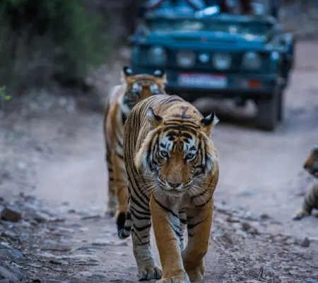 Gir National park safaari